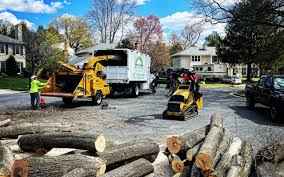 Trusted San Bernardino, CA Tree Care Experts