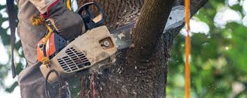 How Our Tree Care Process Works  in  San Bernardino, CA