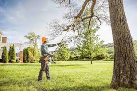 Best Tree Maintenance Programs  in San Bernardino, CA