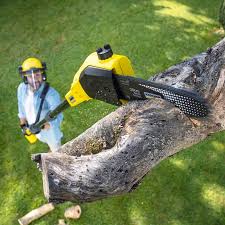 Best Hazardous Tree Removal  in San Bernardino, CA