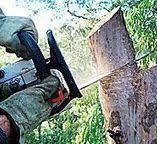  San Bernardino, CA Tree Care Pros