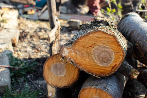 Best Arborist Consultation Services  in San Bernardino, CA