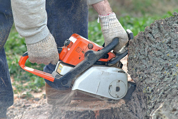 Best Fruit Tree Pruning  in San Bernardino, CA