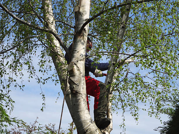 Best Tree Cabling and Bracing  in San Bernardino, CA