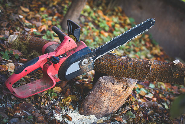 Best Tree Trimming and Pruning  in San Bernardino, CA