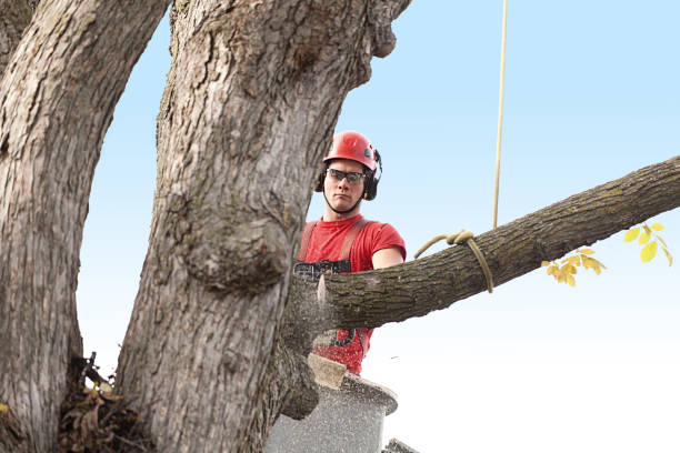 Best Tree Removal  in San Bernardino, CA