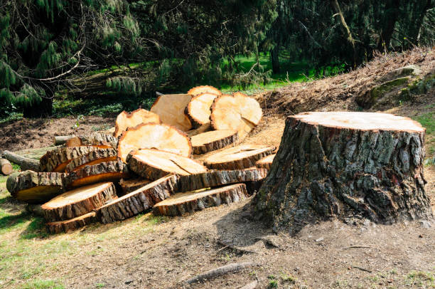 Best Firewood Processing and Delivery  in San Bernardino, CA